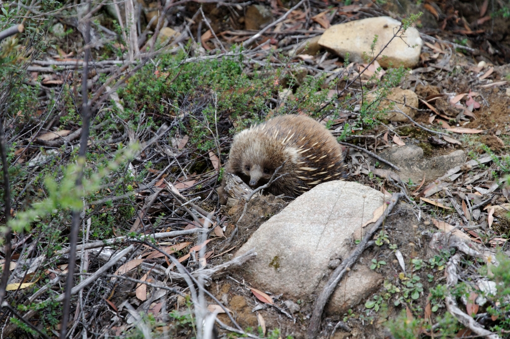19 - Lake St Clair NP (31).jpg